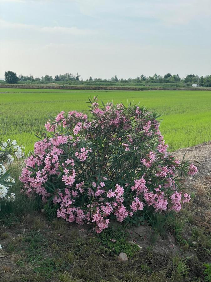 Tenuta Favorita Country House B&B Fontanetto Po Dış mekan fotoğraf